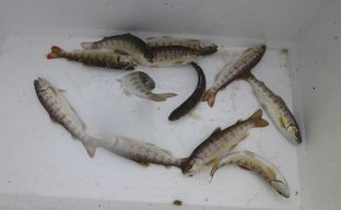 083 - コピー.JPGamago2